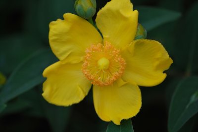 Hypericum 'HIDCOTE' - třezalka zahradní - květ